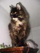 siberiancat.ca Denval