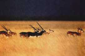 wildlifeofpakistan.com Denzau