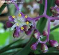 Deong