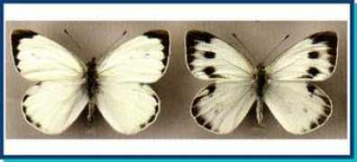 rusinsects.com Deota
