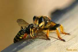 fotonatura.org Depredador