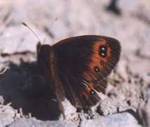 guypadfield.com Deprun