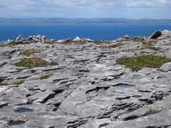 wildguideuk.com Dereen