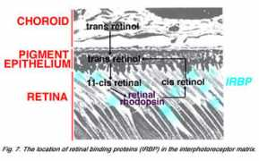 retina.umh.es Deretic