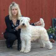 softcoatedwheatens.co.uk Derfel