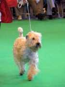 softcoatedwheatens.co.uk Derfel