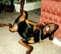 Derhund