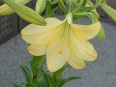 sayoko-hana.com Deriane