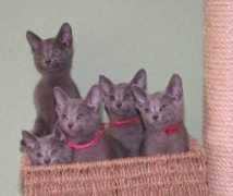 kirstejns-russianblue.dk Dericia