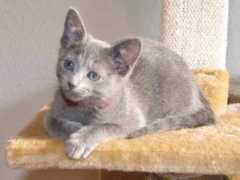 kirstejns-russianblue.dk Dericia