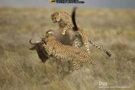 newswatch.nationalgeographic.com Derickx
