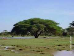 somaliatalk.com Deriga