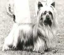 silkyterrier.is Derlan