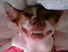 upsidedowndogs.com Dermit