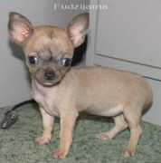 chihuahua.ru Derova
