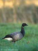 birdphoto.fi Derska