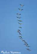 birdphoto.fi Derska