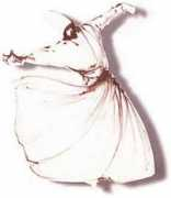 Dervisi