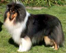 collie-online.com Derwanz