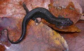 srelherp.uga.edu Desaur