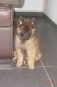 Deseyne