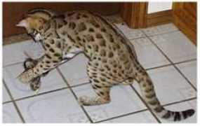 exoticbengals.com Desiah