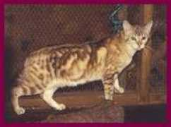 exoticbengals.com Desiah