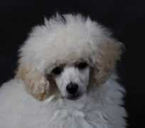 swissridgegoldendoodles.com Desiel