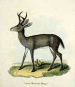 Desmar