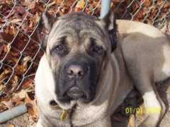 sovranacanecorso.com Desmona