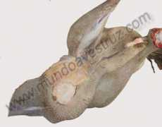mundoavestruz.com Desolle