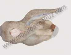 mundoavestruz.com Desolle