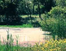 aces.nmsu.edu Despond