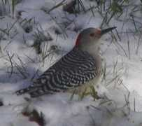 birds.cornell.edu Desseau