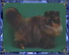 inthewindpersians.com Destany