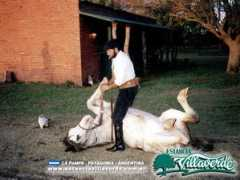 estanciavillaverde.com.ar Destrezas