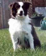 bordercollies.nl Detania