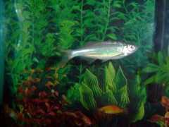 badmanstropicalfish.com Devario