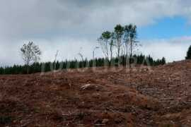 fotolibra.com Devastation