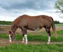 russlersranch.com Develish