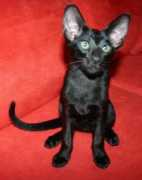 catteryseelahmaew.com Devilal