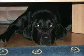capaldo.us Devileye