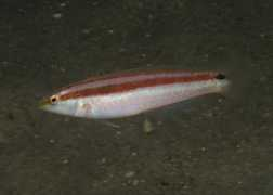 Devisi