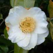 rhododendrons.com Devonia