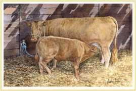 cowpictures.co.uk Devons