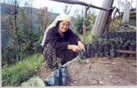 Devu