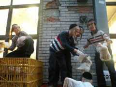 endchickensaskaporos.com Deych