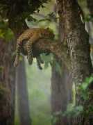 mlkshk.com Dfre
