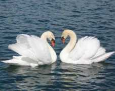 floramur.beon.ru Dgenifer