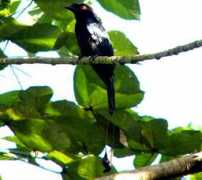 malaysianbirds.com Dgreat